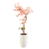 Sakura Breeze - Thumbnail 1