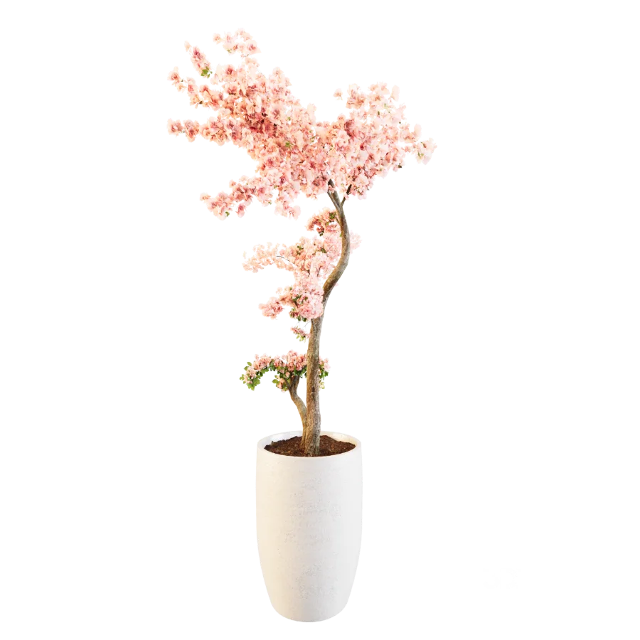 Sakura Breeze Image 1