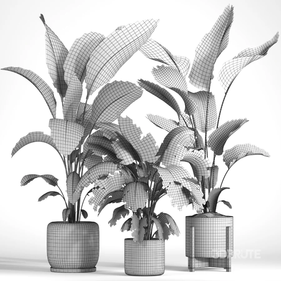 indoor plant 043 Image 2