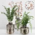 Plant Collection 017 - Thumbnail 3