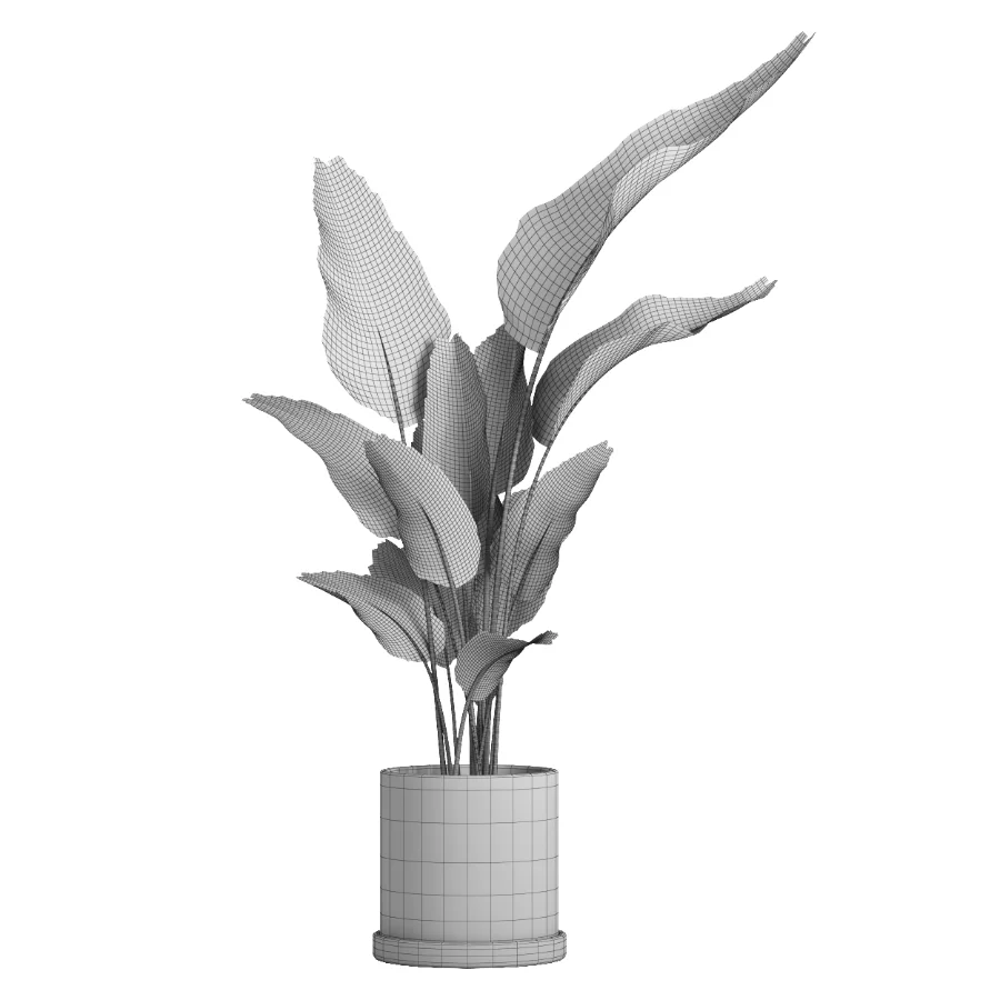 indoor plant 068 Image 5
