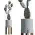 AV Indoor Plants Set 524 Pachira Ficus Dracaena Cactus - Thumbnail 3