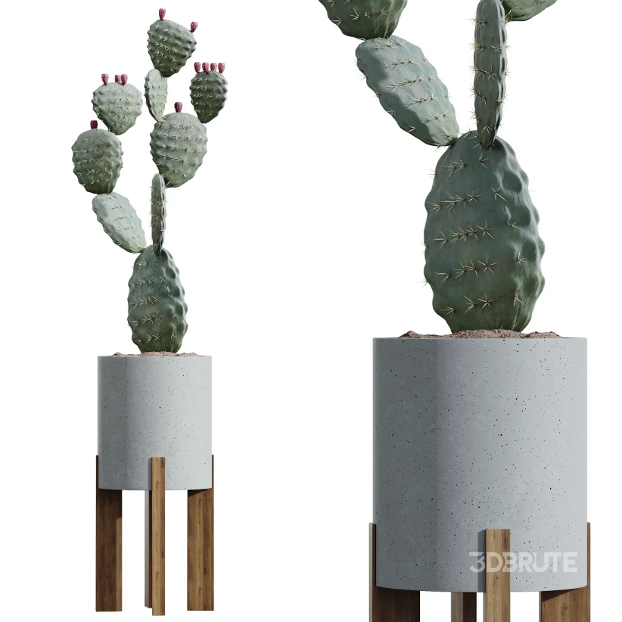 AV Indoor Plants Set 524 Pachira Ficus Dracaena Cactus Image 3