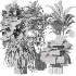 Indoor plants set - Thumbnail 5