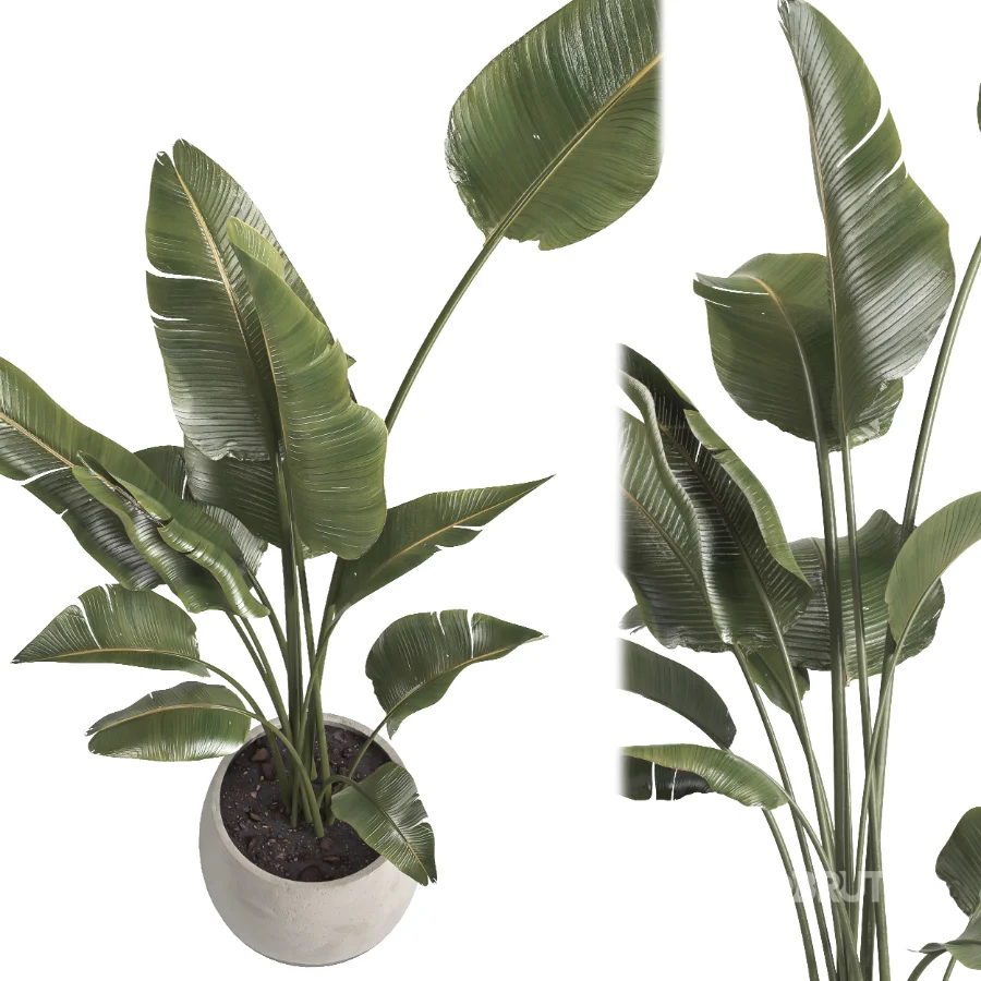 indoor plant 069 Image 2