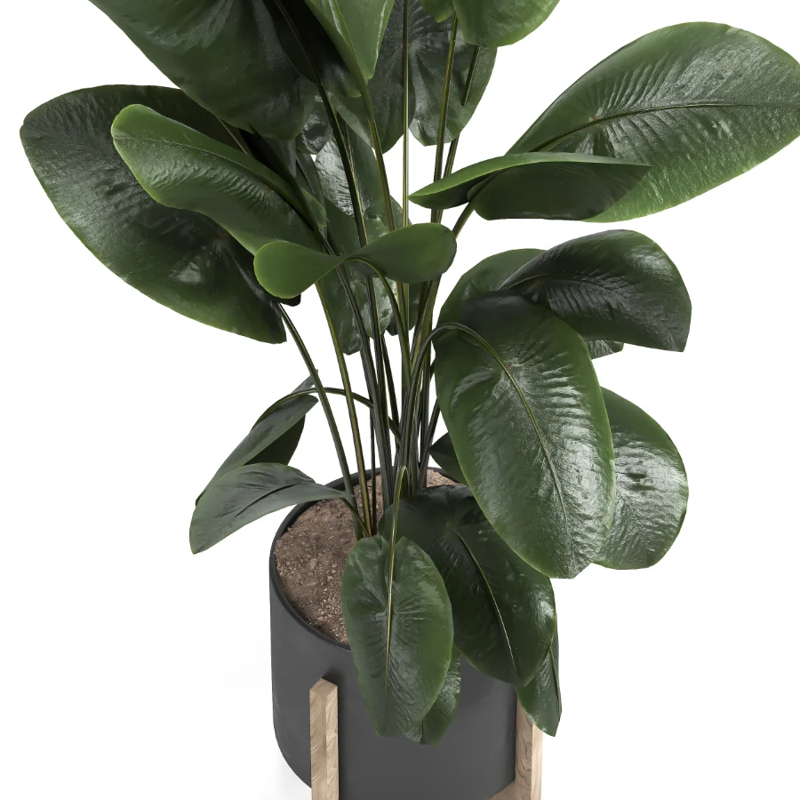 indoor plant 046 Image 3