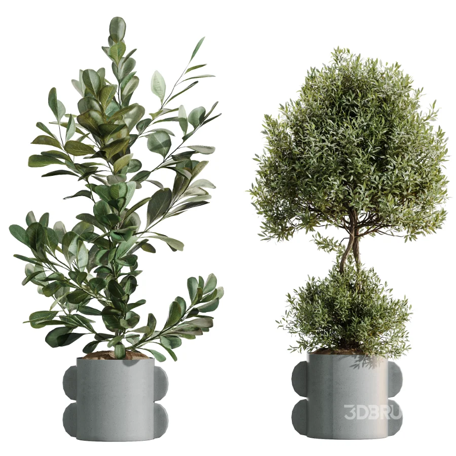 AV Indoor Plants Set 479 Olive Elegant Monstera Ficus Palm Image 8