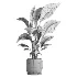 indoor plant 051 - Thumbnail 5