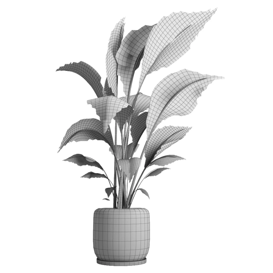 indoor plant 051 Image 5