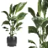 indoor plant 050 - Thumbnail 1