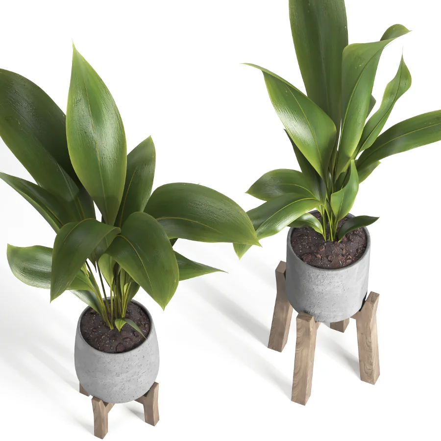 indoor plant 044 Image 6