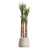 AV Indoor Plants Set 480 Olive Palm ParadiseBird Yucca - Thumbnail 3