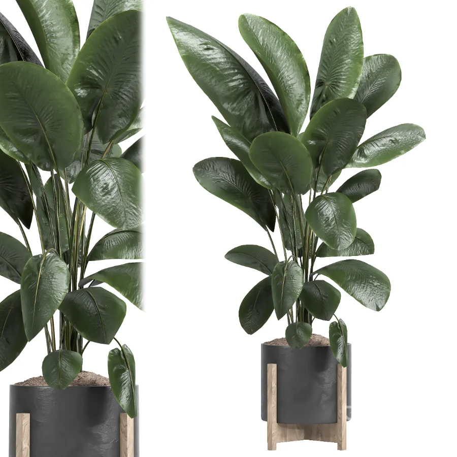 indoor plant 046 Image 1