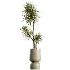 AV Indoor Plants Set 473 Spineless Yucca and Calathea Lutea and Snake Sansevieria and Olive Indoor Tree - Thumbnail 2