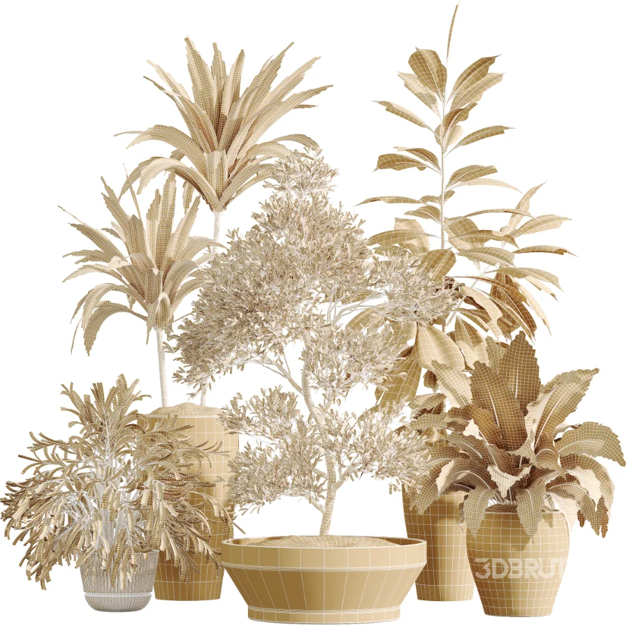 AV Indoor Plants Set 475 Spathiphyllum Wallisi and Chemlali Olive and Dracaena Cane Dragon and Ficus Cyathistipula and Areca Palm Image 8