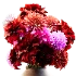 Whispering Petals - Thumbnail 4