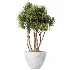 AV Indoor Plants Set 525 Yucca Olive Areca Palm Spathiphyllum - Thumbnail 4