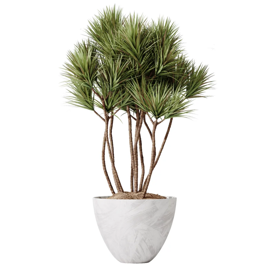 AV Indoor Plants Set 525 Yucca Olive Areca Palm Spathiphyllum Image 4