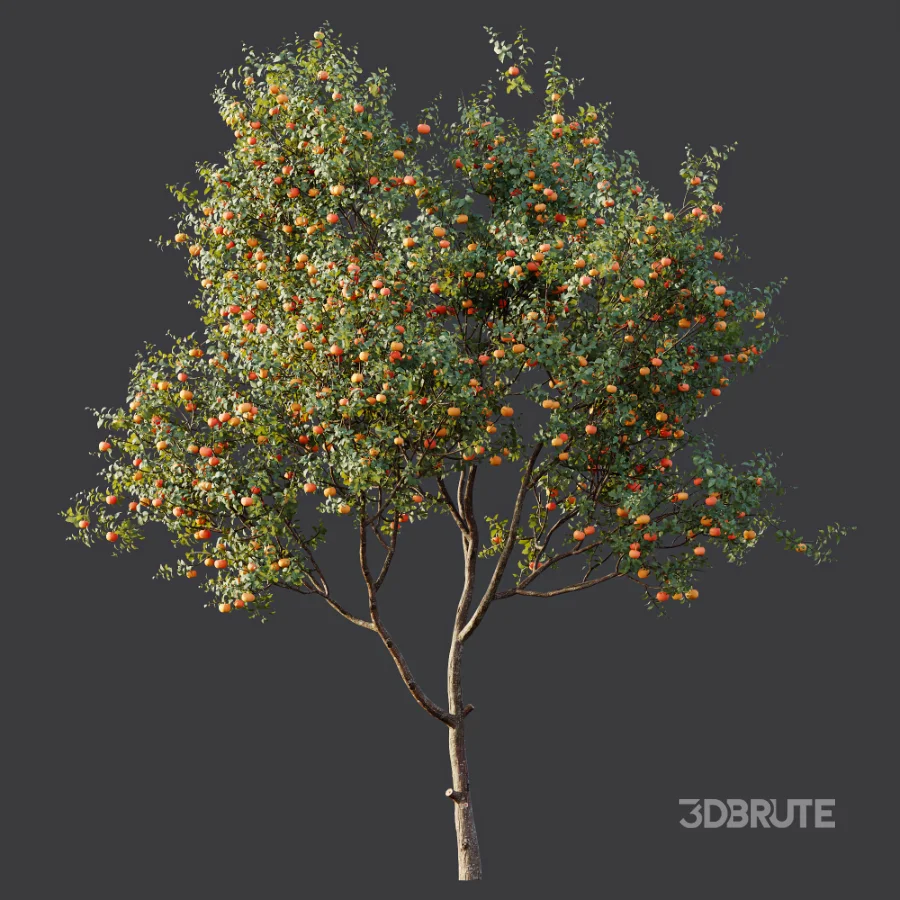 AV Plant Citrus Dancy Mandarin Tangerine Fruit Tree 01 Image 4