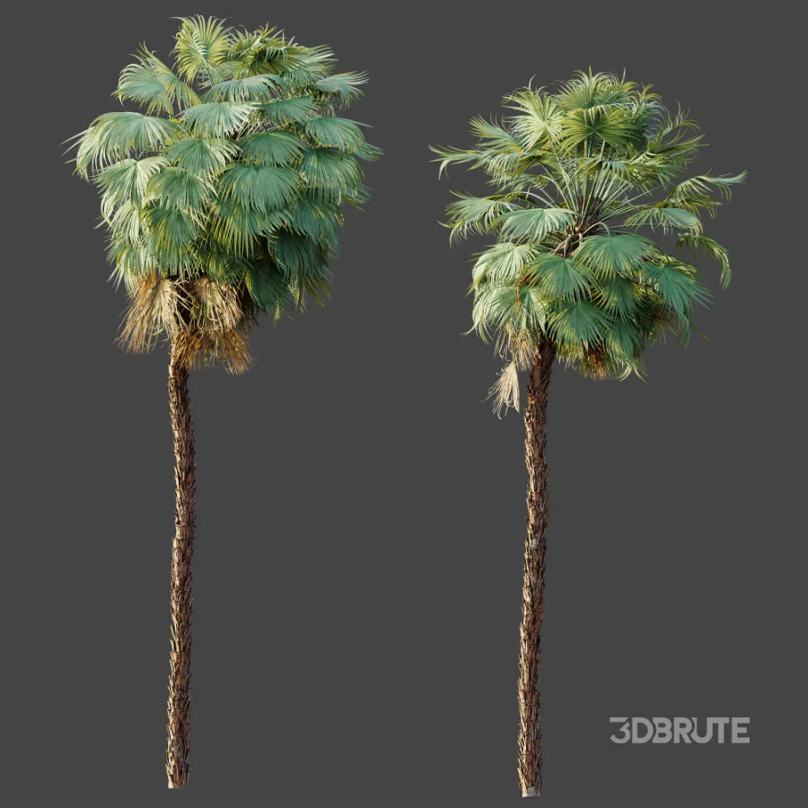 AV Plant Acoelorrhaphe Wrightii Palm Tree 01 Image 7