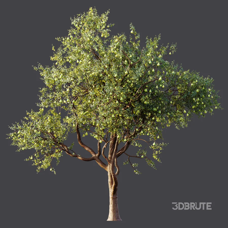 AV Plant Pear Pyrus Communis Fruit Tree 01 Image 8