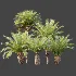 AV Plant Phoenix Canariensis Palm Tree 03 - Thumbnail 8