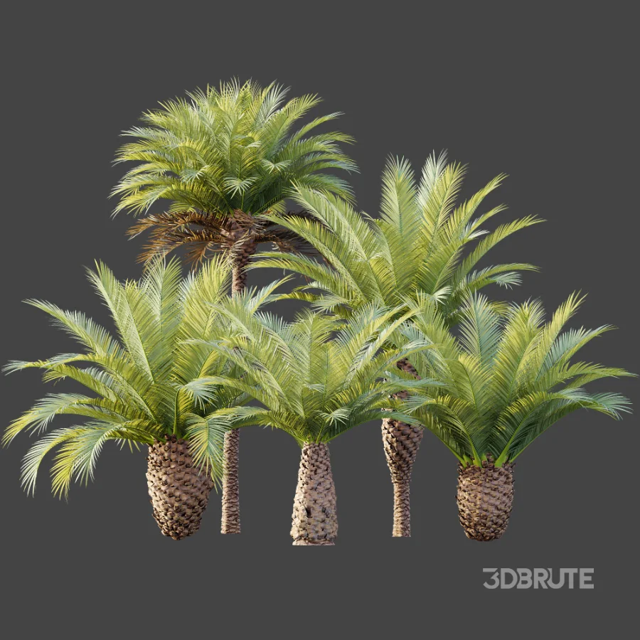 AV Plant Phoenix Canariensis Palm Tree 03 Image 8