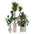 indoor-plant-020 - Thumbnail 3