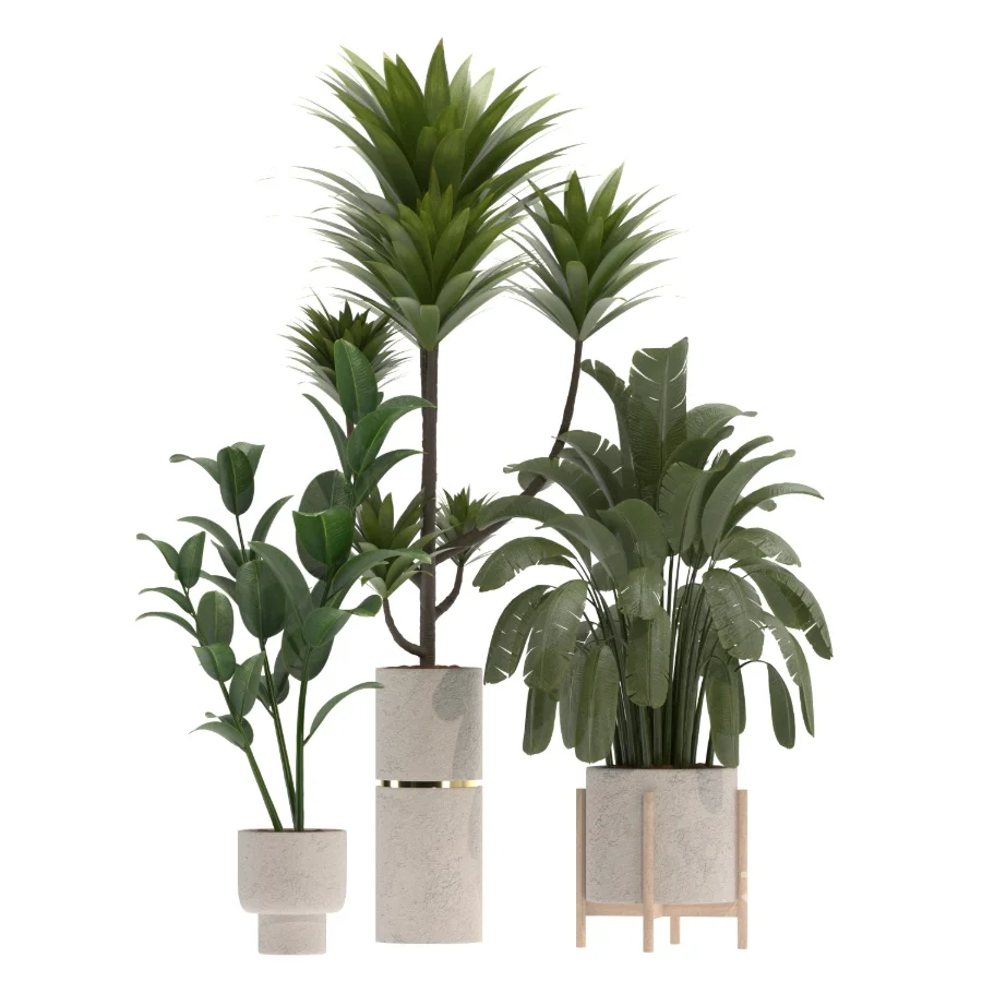 indoor-plant-020 Image 3