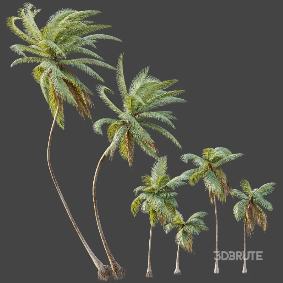 AV Plant Cocos Nucifera Palm Tree 01 Image 7