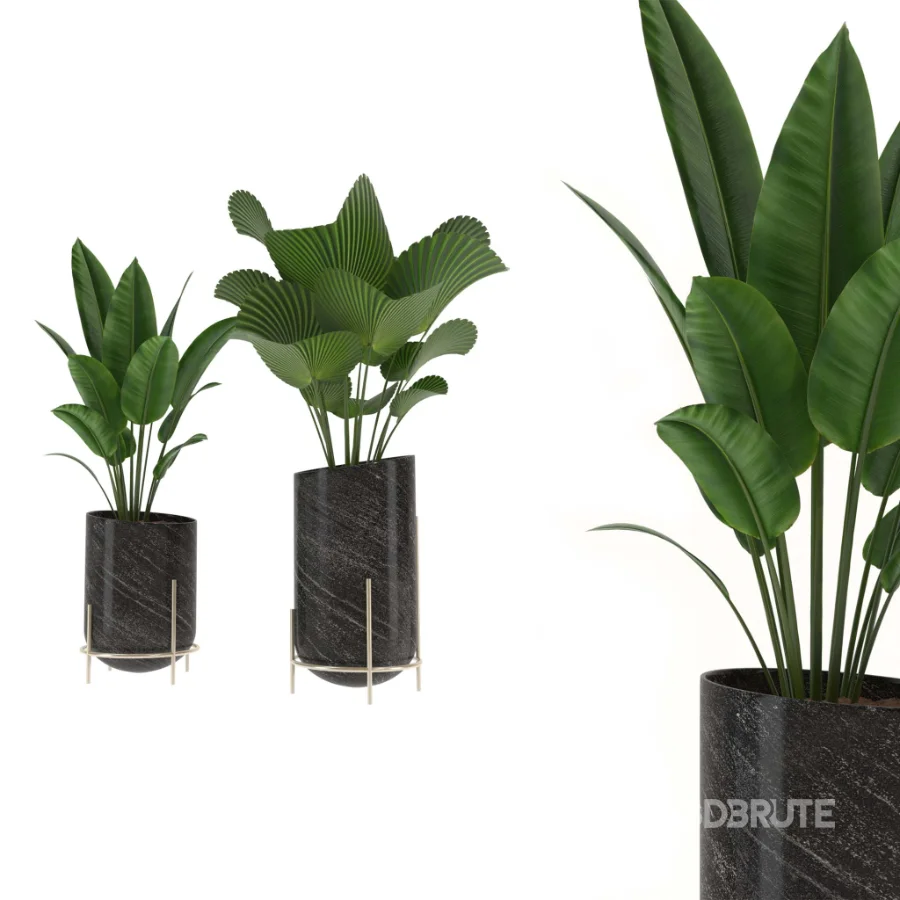 indoor-plant-011 Image 1