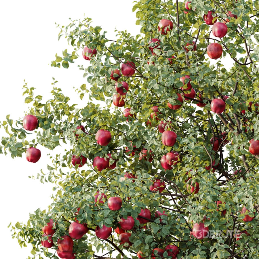 AV Plant Malus Pumila Apple Red Fruit Tree 01 Image 1