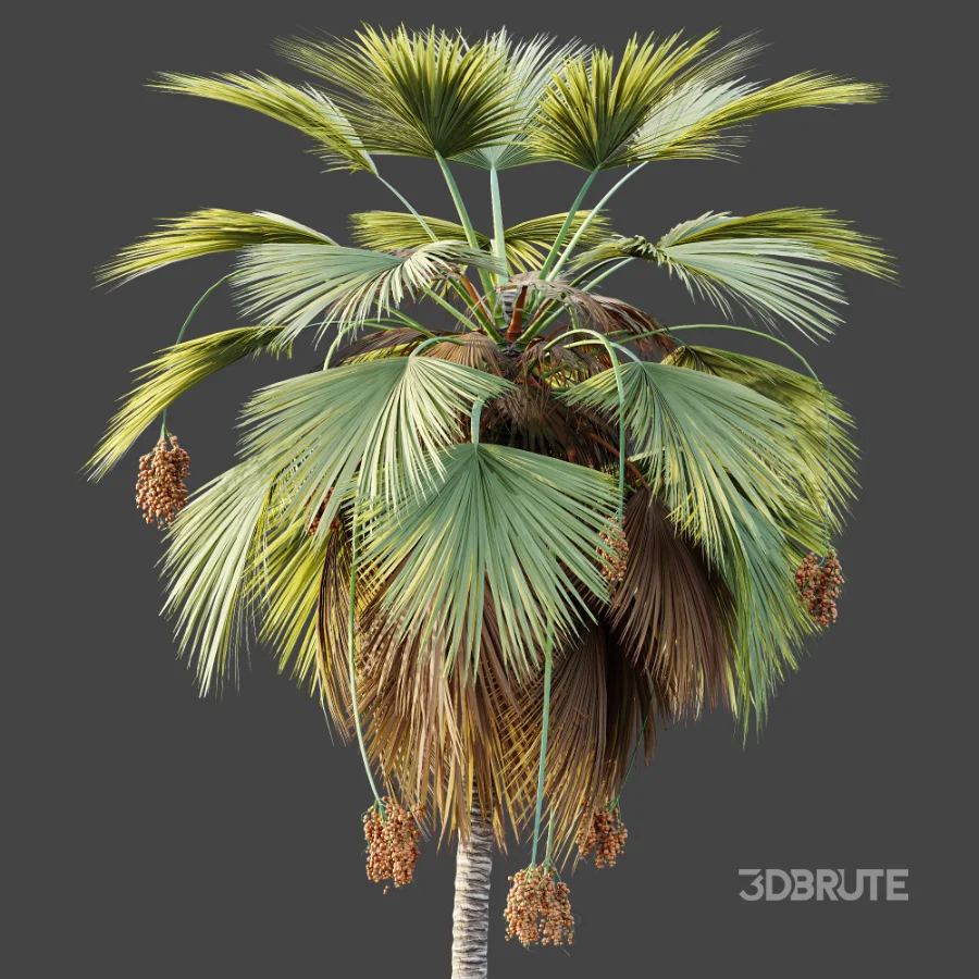 AV Plant Pritchardia Pacifica Palm Tree 03 Image 7