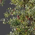 AV Plant Cerasus Pseudocerasus Cherry Fruit Tree 01 - Thumbnail 8