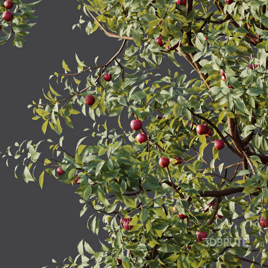 AV Plant Cerasus Pseudocerasus Cherry Fruit Tree 01 Image 8