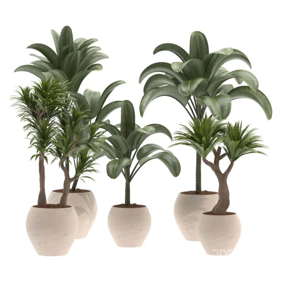 indoor-plant-026 Image 1