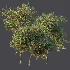 AV Plant Amygdalus Persica Peach Fruit Tree 01 - Thumbnail 9