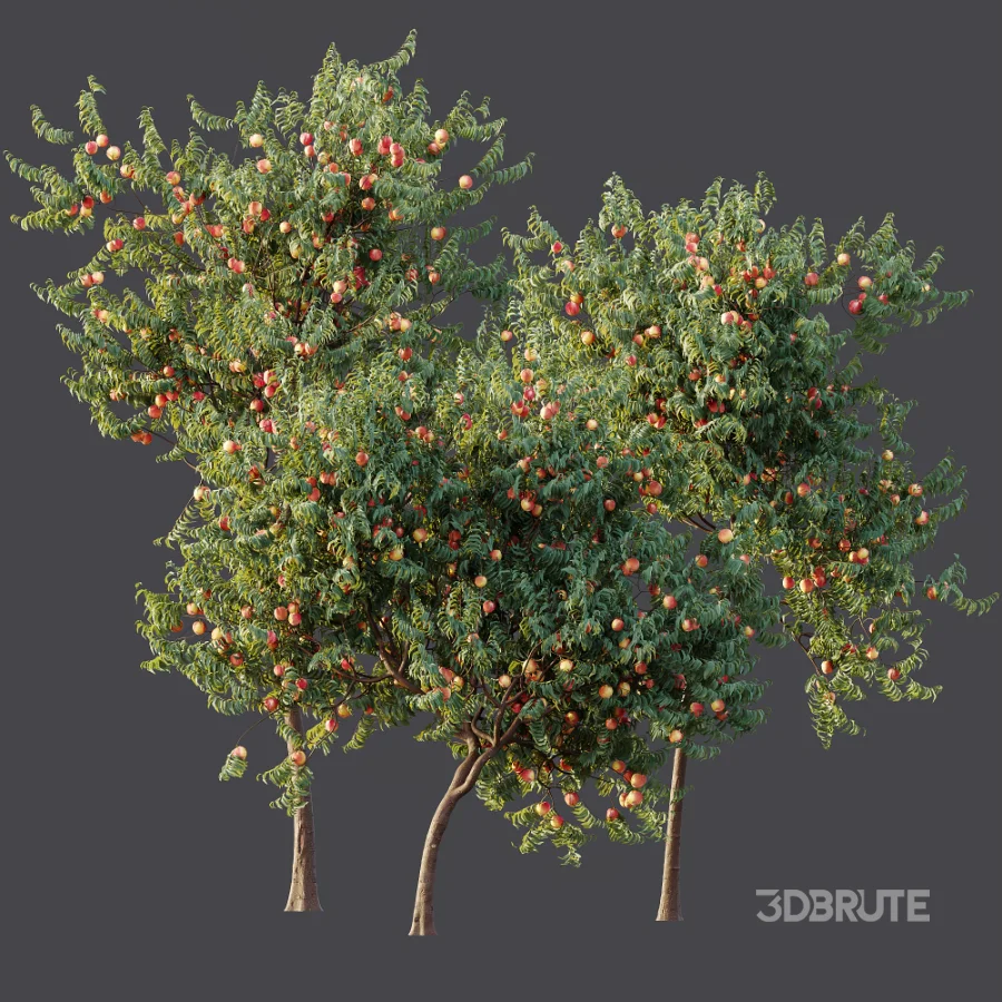 AV Plant Amygdalus Persica Peach Fruit Tree 01 Image 9