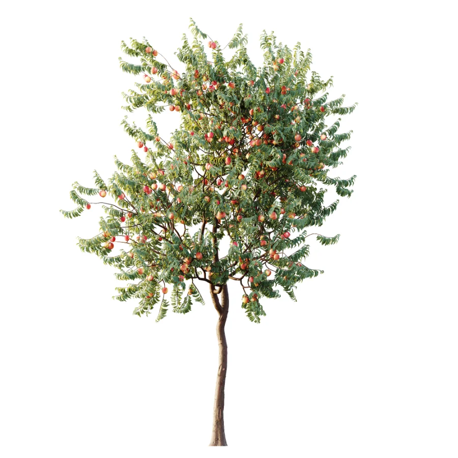 AV Plant Amygdalus Persica Peach Fruit Tree 01 Image 3