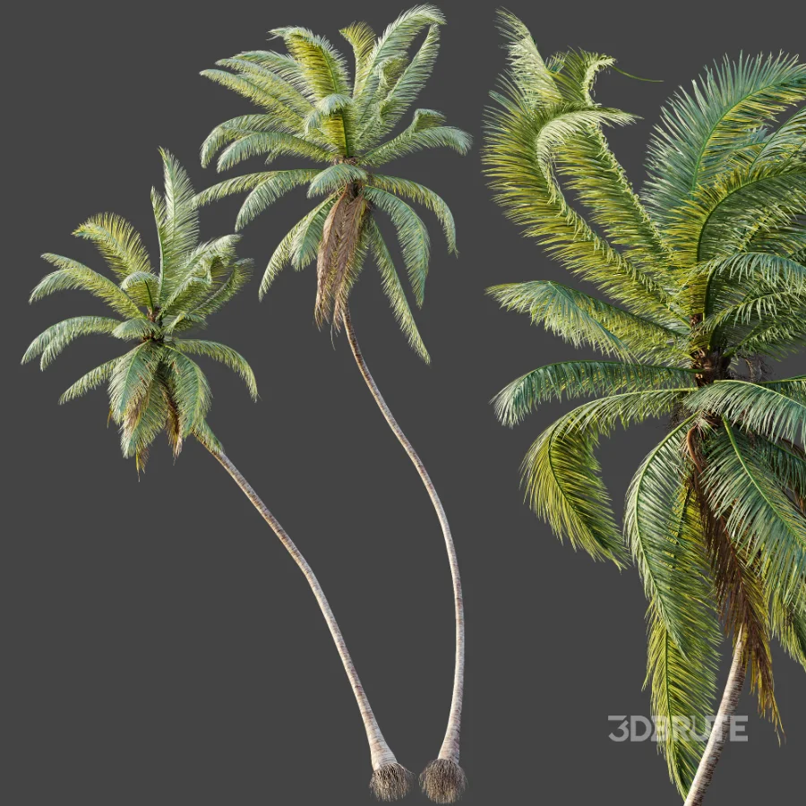 AV Plant Cocos Nucifera Palm Tree 01 Image 6