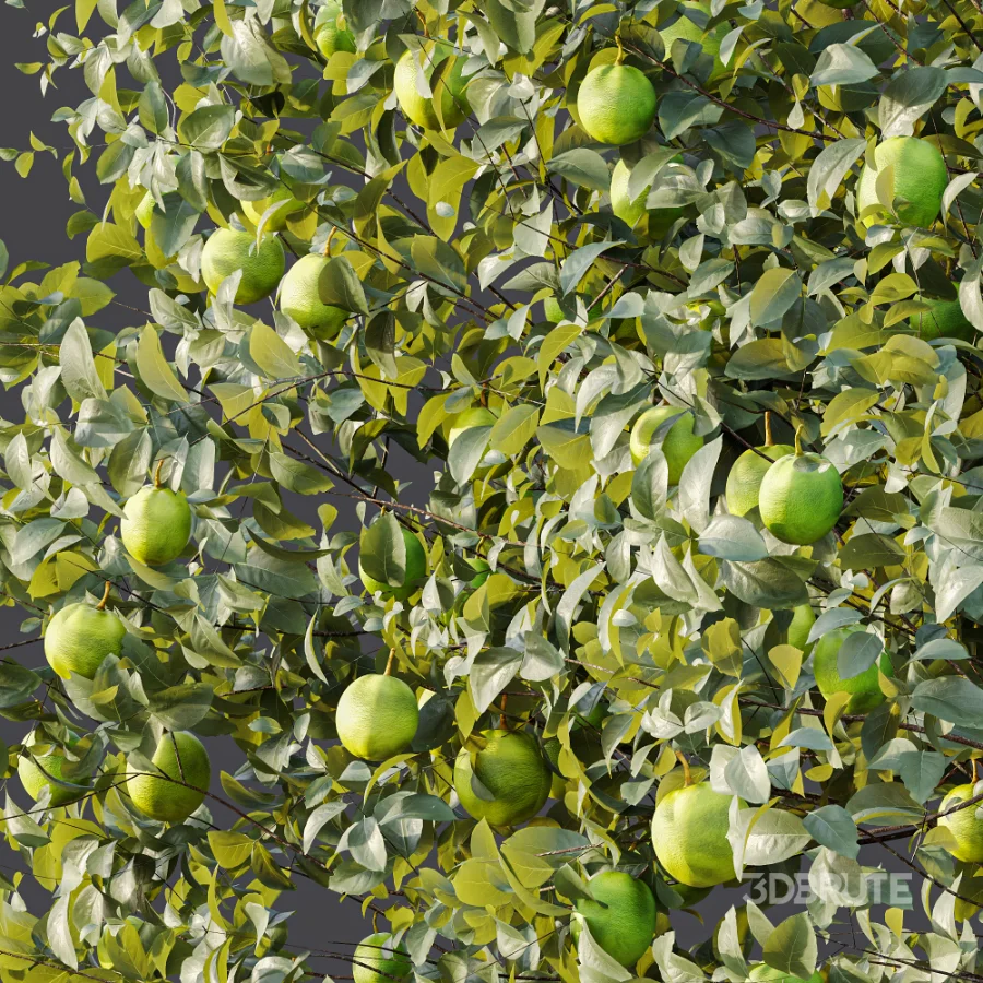 AV Plant Citrus Sinensis Orange Arancio Fruit Tree 01 Image 10