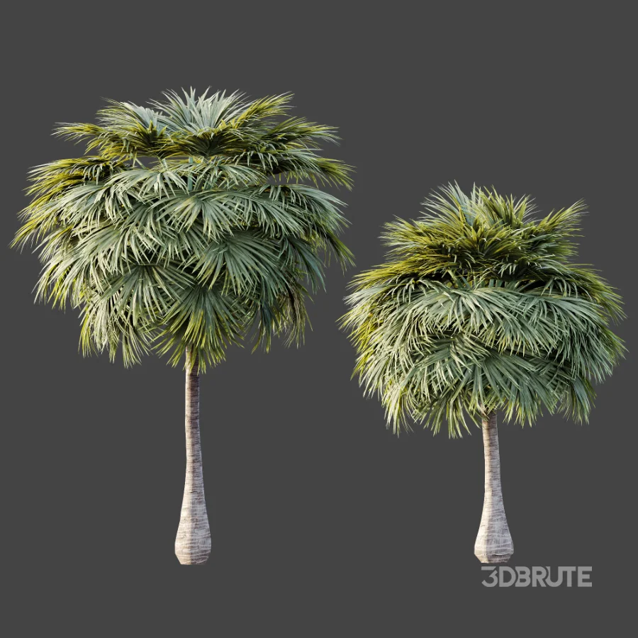 AV Plant Borassus Flabellifer 6 Palm Tree 03 Image 8