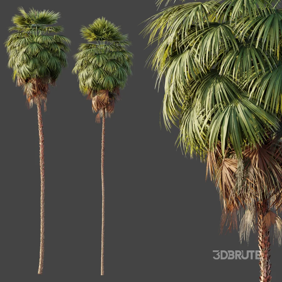 AV Plant Washingtonia Robusta Palm Tree 01 Image 4