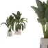 indoor-plant-016 - Thumbnail 3
