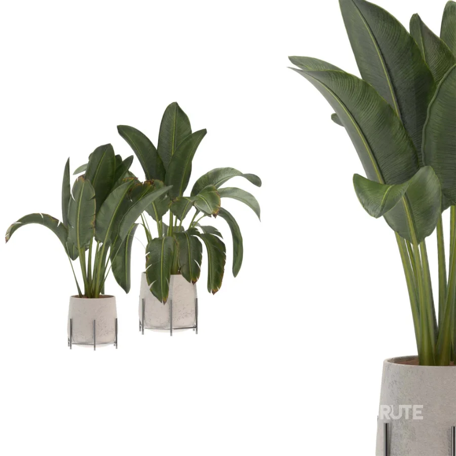 indoor-plant-016 Image 3