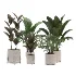indoor-plant-015 - Thumbnail 3