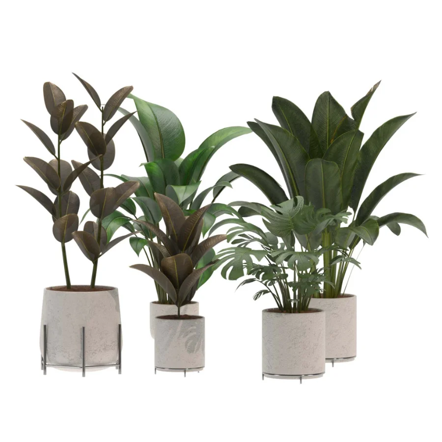 indoor-plant-015 Image 3