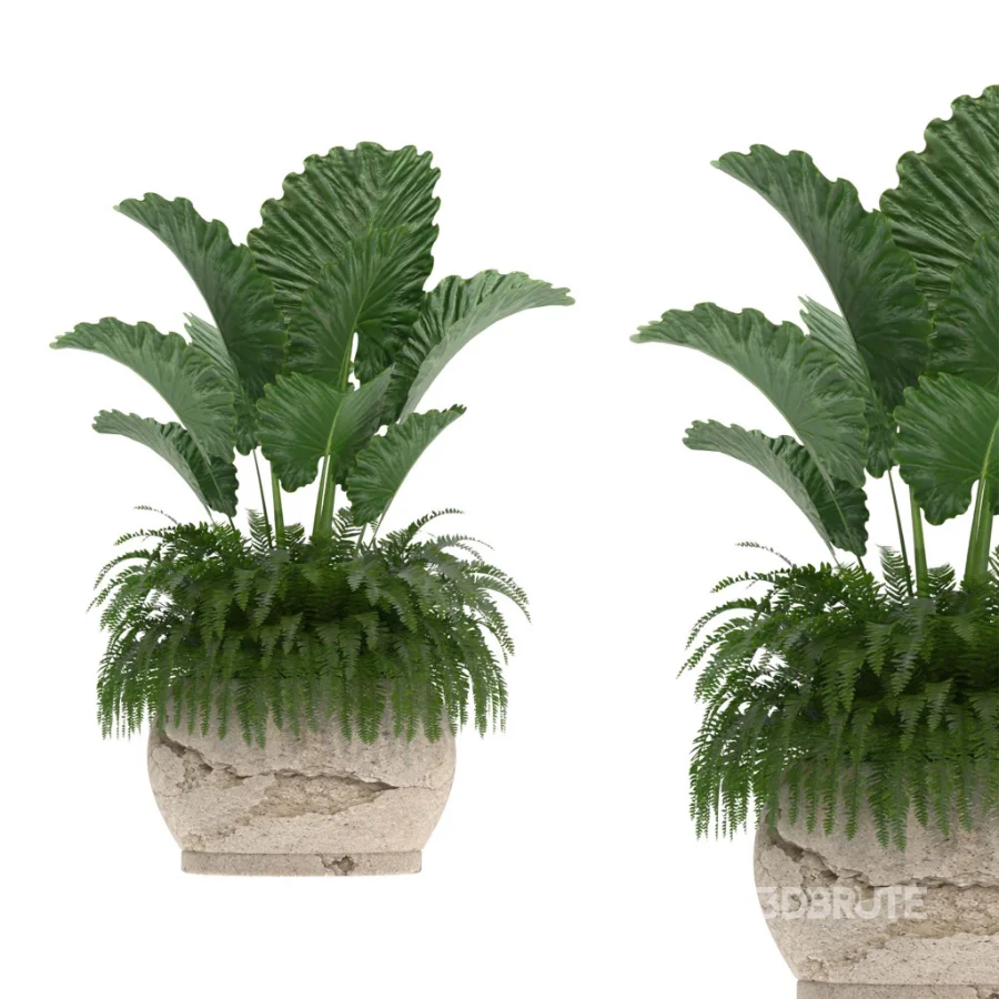 indoor-plant-021 Image 2