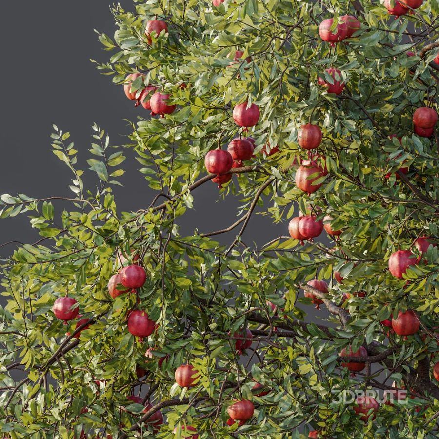 AV Plant Punica Granatum Pomegranate Fruit Tree 01 Image 5