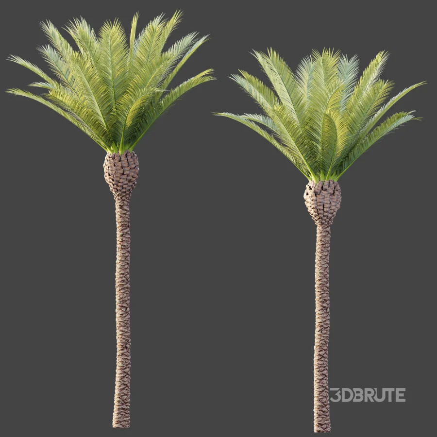 AV Plant Phoenix Canariensis Palm Tree 01 Image 7